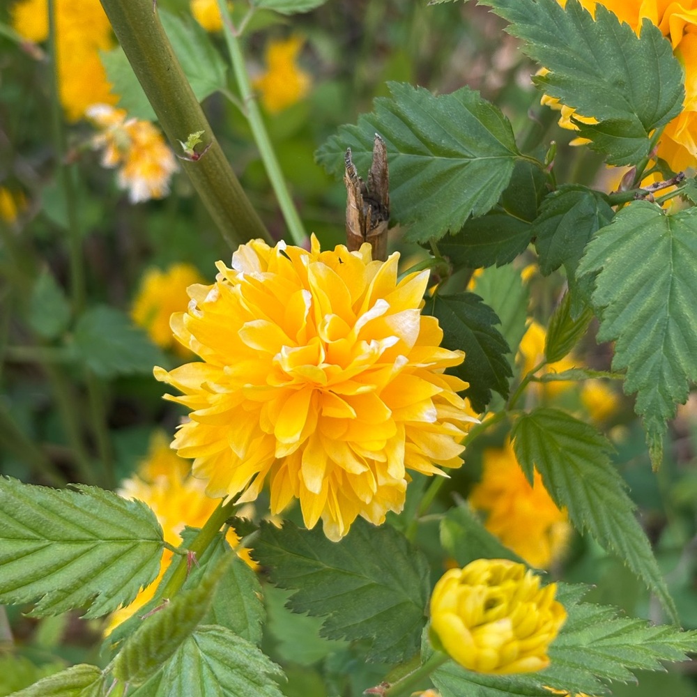 Meet your Posher, Ananda